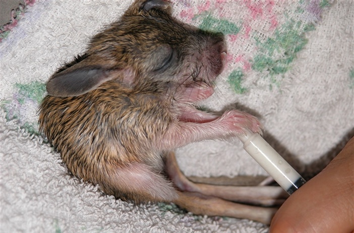 Выкармливание детенышей больших тушканчиков 